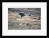 Lioness Chasing Cheetah by Anonymous