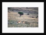 Lioness Chasing Cheetah by Anonymous