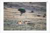 Lioness Chasing Cheetah by Anonymous