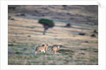 Lioness Chasing Cheetah by Anonymous