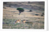 Lioness Chasing Cheetah by Anonymous