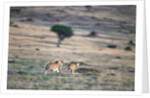 Lioness Chasing Cheetah by Anonymous