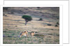 Lioness Chasing Cheetah by Anonymous