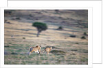 Lioness Chasing Cheetah by Anonymous