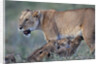 Lioness Nursing Cubs by Anonymous
