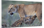 Lioness Nursing Cubs by Anonymous