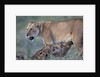 Lioness Nursing Cubs by Anonymous