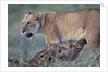 Lioness Nursing Cubs by Anonymous