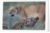 Lioness Nursing Cubs by Anonymous