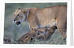 Lioness Nursing Cubs by Anonymous