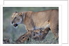 Lioness Nursing Cubs by Anonymous