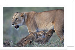 Lioness Nursing Cubs by Anonymous