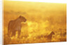 Lioness and Cub by Anonymous