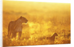 Lioness and Cub by Anonymous