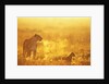 Lioness and Cub by Anonymous
