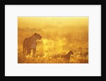 Lioness and Cub by Anonymous