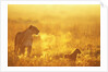 Lioness and Cub by Anonymous