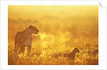 Lioness and Cub by Anonymous
