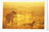 Lioness and Cub by Anonymous