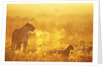 Lioness and Cub by Anonymous