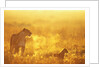 Lioness and Cub by Anonymous