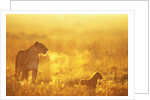 Lioness and Cub by Anonymous