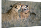 Lioness Grooming Young Male Lion by Anonymous