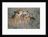 Lioness Grooming Young Male Lion by Anonymous