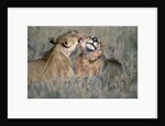 Lioness Grooming Young Male Lion by Anonymous