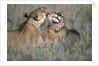 Lioness Grooming Young Male Lion by Anonymous