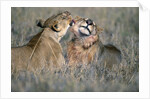 Lioness Grooming Young Male Lion by Anonymous