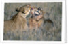 Lioness Grooming Young Male Lion by Anonymous