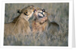 Lioness Grooming Young Male Lion by Anonymous