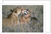 Lioness Grooming Young Male Lion by Anonymous