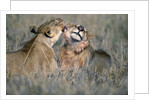 Lioness Grooming Young Male Lion by Anonymous