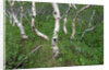 Birch Forest in Iceland by Anonymous