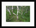 Birch Forest in Iceland by Anonymous