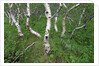 Birch Forest in Iceland by Anonymous