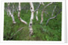 Birch Forest in Iceland by Anonymous