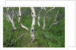Birch Forest in Iceland by Anonymous