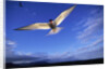 Arctic Tern in Iceland by Anonymous