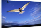 Arctic Tern in Iceland by Anonymous