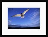 Arctic Tern in Iceland by Anonymous