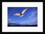 Arctic Tern in Iceland by Anonymous