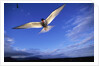 Arctic Tern in Iceland by Anonymous