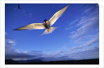 Arctic Tern in Iceland by Anonymous