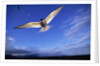 Arctic Tern in Iceland by Anonymous