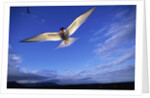 Arctic Tern in Iceland by Anonymous