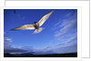 Arctic Tern in Iceland by Anonymous