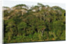 Rainforest in Soberania National Park by Anonymous